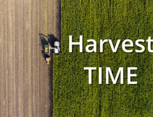 Harvest Time